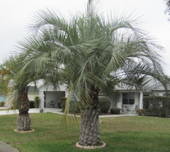 pindo palm planting instructions Pindo Palm tree ( Butia capitata )