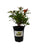 Quart Pot