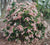 Valley Rose Pieris Japonica