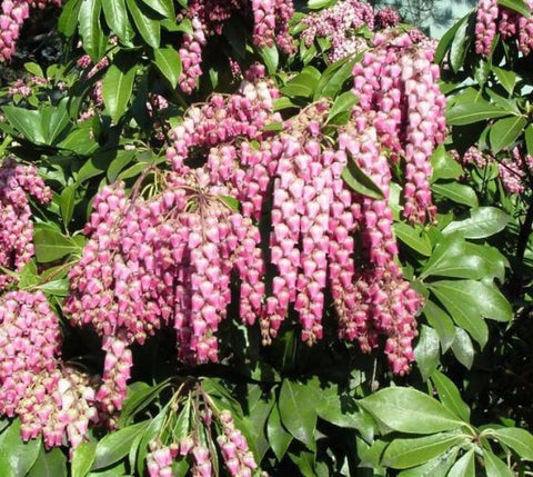 Valley Rose Pieris Japonica