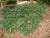 Spreading Japanese Plum Yew (cephalotaxus)