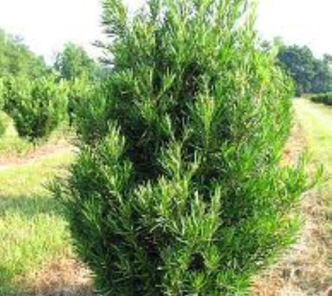 Upright Yew Podocarpus Macrophyllus