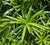 Upright Yew Podocarpus Macrophyllus   