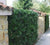 Upright Yew Podocarpus Macrophyllus   