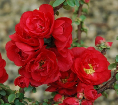 Double Take Scarlet™ Storm Flowering Quince