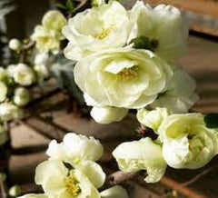 O Yashima Double White Flowering Quince
