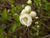 O Yashima Double White Flowering Quince