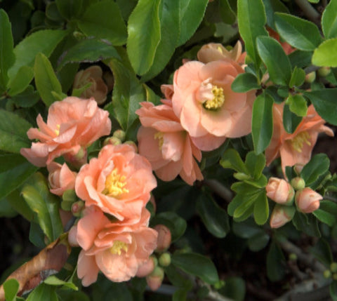 Cameo Flowering Quince ( chaenomeles )