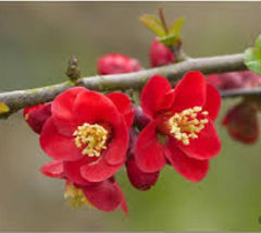 Crimson and Gold Flowering Quince