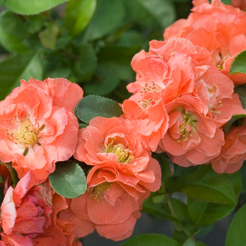 Double Take Peach™ Flowering Quince