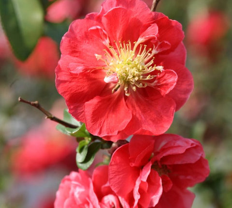 Double Take Pink™ Storm Flowering Quince