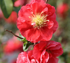 Pink Storm Double Take Flowering Quince