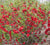 Double Take Scarlet™ Storm Flowering Quince