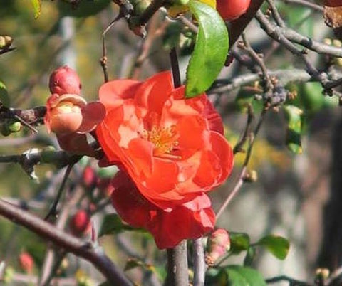 Chojuraku Orange Flowering Quince