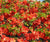 Chojuraku Orange Flowering Quince