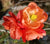 Chojuraku Orange Flowering Quince