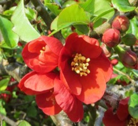 Superb Fusion Red Flowering Quince