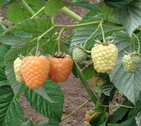 Golden Raspberry Plant