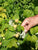 Cascade Gold Raspberry ( rubus )