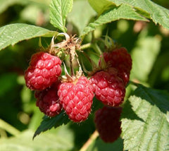 Coho Red Raspberry ( Rubus )