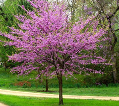 Eastern Redbud Tree