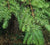 Dawn Redwood Tree Metasequoia glyptostroboides
