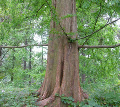 Dawn Redwood Tree Metasequoia glyptostroboides