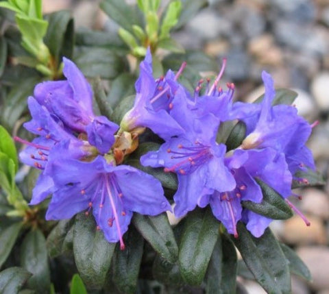 Blue Baron Rhododendron