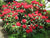Cherries and Merlot Red Rhododendron