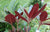 Cherries and Merlot Red Rhododendron