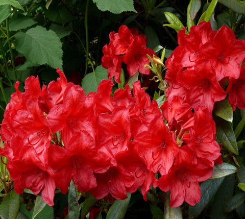 Cherries and Merlot Red Rhododendron