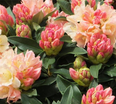 Golden Torch Rhododendron