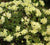 Lemon Dream Rhododendron rhododendron lemon dream