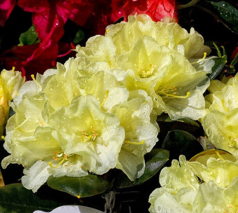 Lemon Dream Yellow Rhododendron