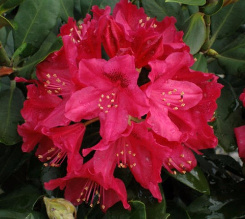 Nova Zembla Red Rhododendron