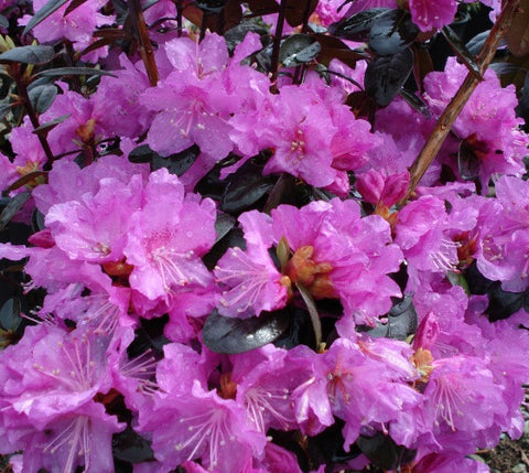 PJM Elite Lavender Rhododendron