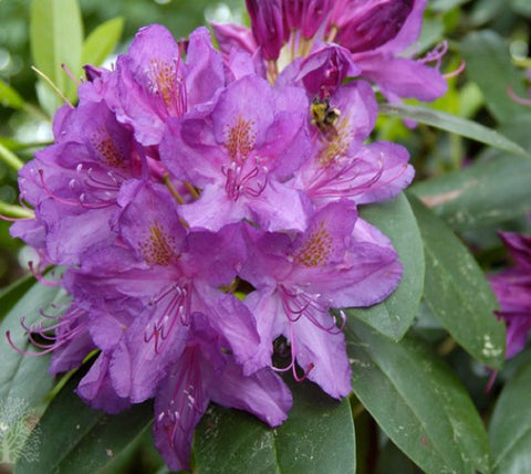 Purpureum Elegans Rhododendron