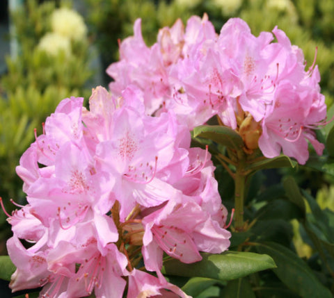 Roseum Pink Rhododendron