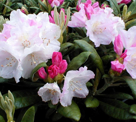Yaku Princess Rhododendron