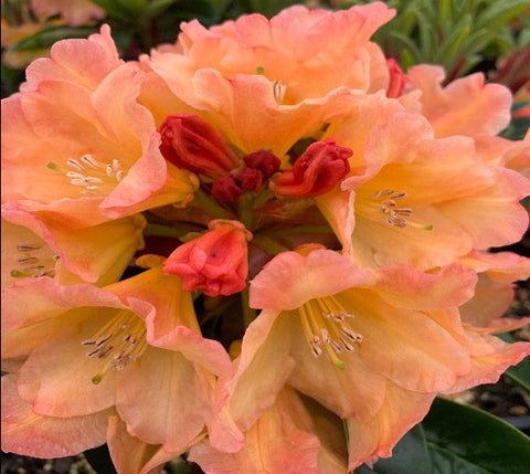 Neon Rhododendron
