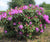 Roseum Elegans Rhododendron