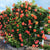 Above All™ Orange Climbing Rose