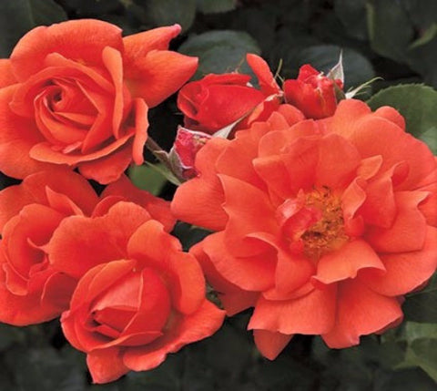 Above All™ Orange Climbing Rose