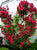 All Ablaze™ Red Climbing Rose