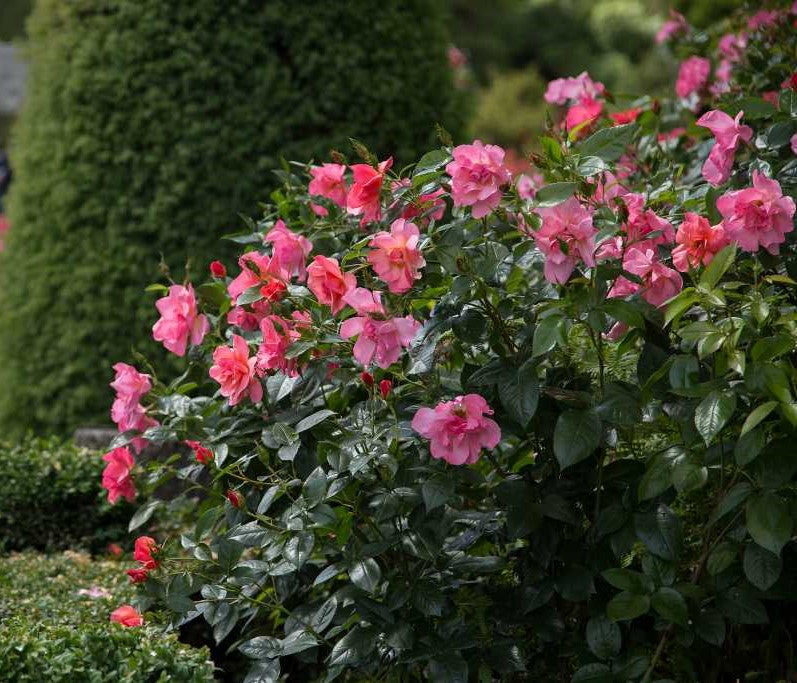 Easy Elegance® All The Rage Rose New Life Nursery