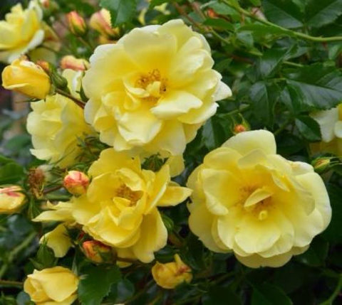 Carefree Sunshine Shrub Rose