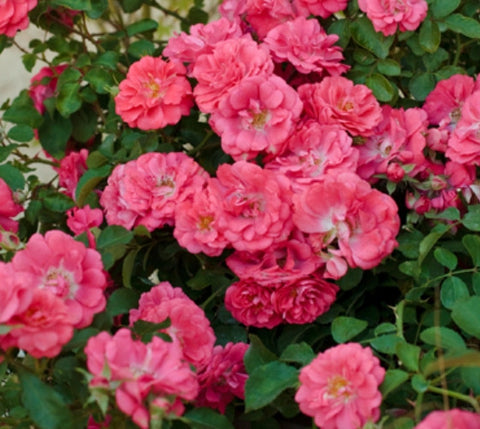 Coral Drift® Groundcover Rose