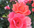 Coral Knock Out® Rose