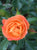 Coral Knock Out® Rose