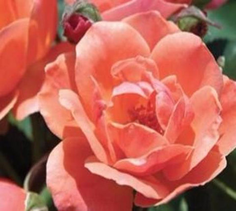 Coral Knock Out® Rose